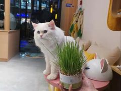 -山宅一喵德文卷毛猫舍