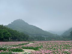 -广州市石门国家森林公园