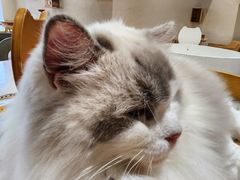 -藏猫猫咖啡主题馆(中央大道店)