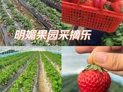 -喜杨洋草莓采摘园