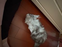 -小猫来了·猫咪专售(红山六九七九店)