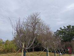 -天适樱花悠乐园