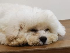 -柯斗斗主题餐厅·狗咖·围炉煮茶·茶饮(国瑞升平里店)