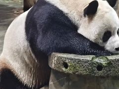 -栾川竹海野生动物园
