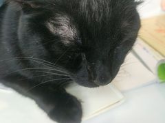 -喵园·猫主题咖啡厅·撸猫·猫咖(国贸店)