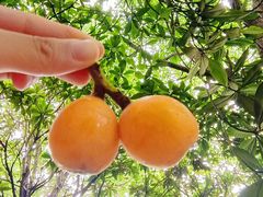 -塘栖枇杷特色园区