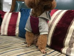 -欧奕国际动物医院