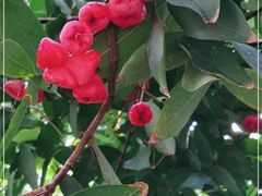 -云溪植物园