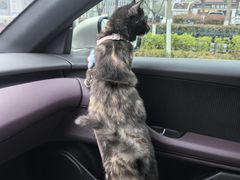 -万博宠物医院·手术·诊疗(未央凤城五路店)