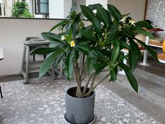 -阿那亚第一食堂 Cafeteria 1
