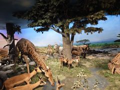 -国家自然博物馆