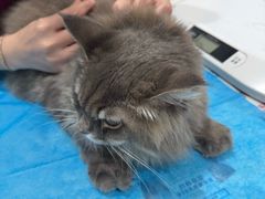 -伟伟宠物医院·CT影像中心·瑞派犬猫综合性门诊(汉口总院)
