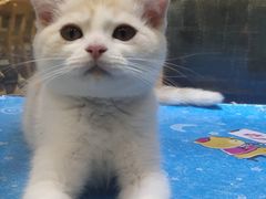 -藏猫猫咖啡主题馆(中央大道店)