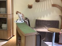 -猫和宫(六道口店)