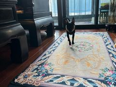 -爱侣宠医·鹦鹉专科·小型哺乳类·异宠专科(灵石路店)