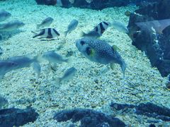 -烟台海昌鲸鲨海洋公园