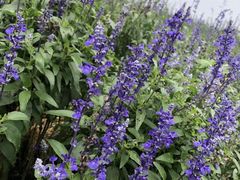 -紫颐香薰山谷景区