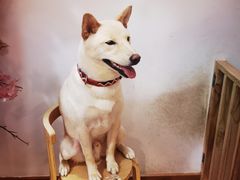 -柴迷FANS CLUB·柴犬狗咖·猫咖