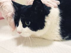 -宠爱国际动物医院· 猫科· 外科·中兽医(长白店)