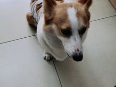 -宠福鑫康馨动物医院·骨科·眼科