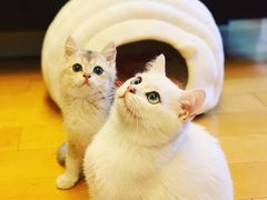 -东方名猫馆·英短金渐层布偶猫舍(环线广场1号楼店)