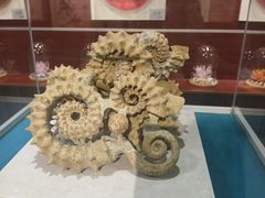 -青岛贝壳博物馆