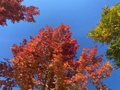 -北京西山国家森林公园