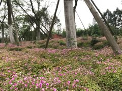 -白鹭湾湿地公园