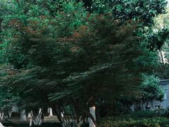 -桐乡植物园