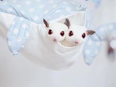 -博特宠物医院24h犬猫全科.骨科·异宠