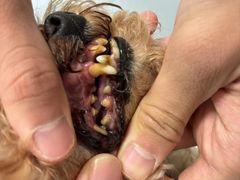 -帕帕拉兹宠物(亚洲旗舰店)