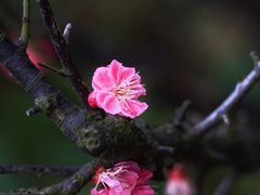 -上海吴淞炮台湾国家湿地公园