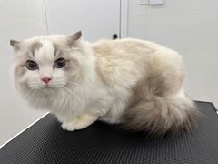 -comecome来吧宠物(奥克斯中心店)