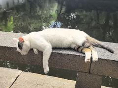 -西园寺素食(西园弄戒幢律寺店)