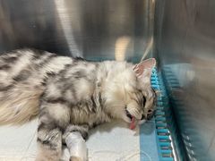 -萌兽医馆·犬猫专科·眼科中心·宠物医院(朝阳门分院)