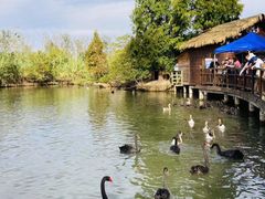 -溱湖国家湿地公园