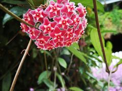 -金马仑薰衣草花园(Cameron Lavender)