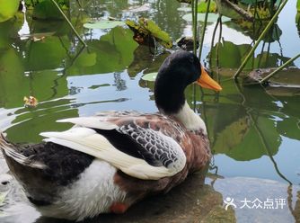 逛新开的宝龙旭辉广场后 顺便到了杨浦公园散步