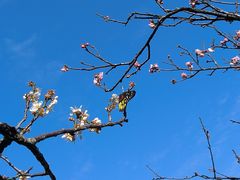 -荔枝公园(福田区)