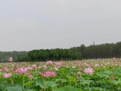-东郊湿地公园