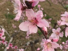 -南汇桃花村
