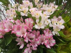-上海鲜花港