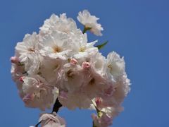 -天适樱花悠乐园