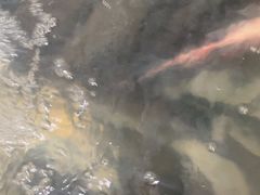 -庆岭迎宾园正宗活鱼馆