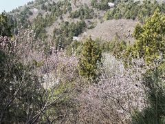 -北京十三陵国家森林公园蟒山景区