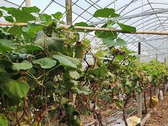 -马陆小张葡萄园农家乐