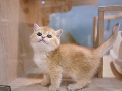 -BABIT巴比特宠物(MOMOPARK店)