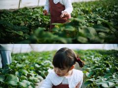 -小鱼草莓采摘园农家乐·小鱼餐厅