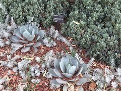 -墨尔本皇家植物园