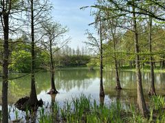 -贡湖湾湿地公园